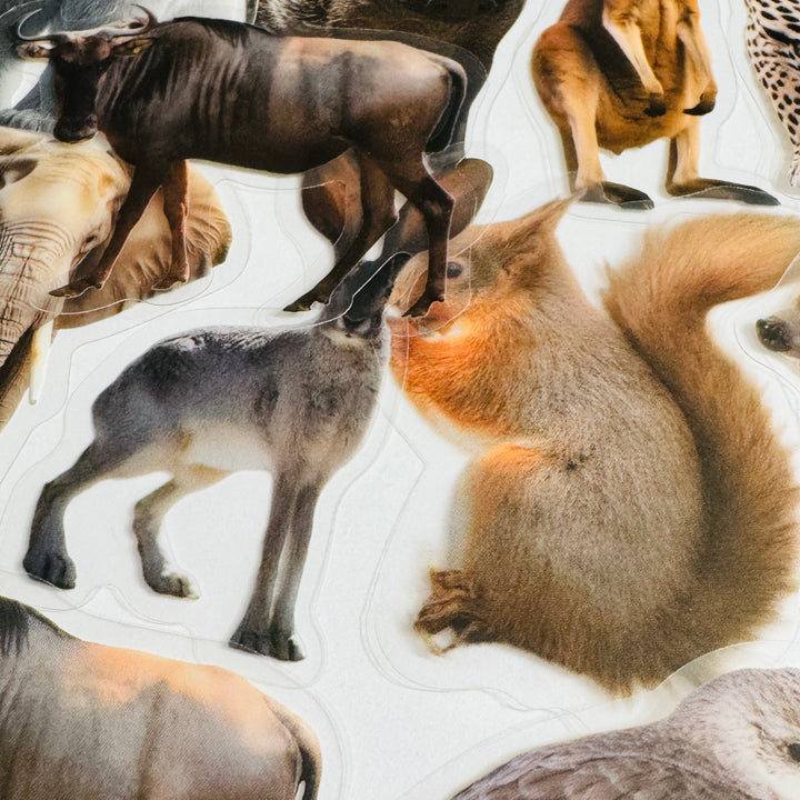 WILD ANIMAL KINGDOM Peelable PET Stickers ~ 50 Pieces ~ Approximately 2 Inches Each