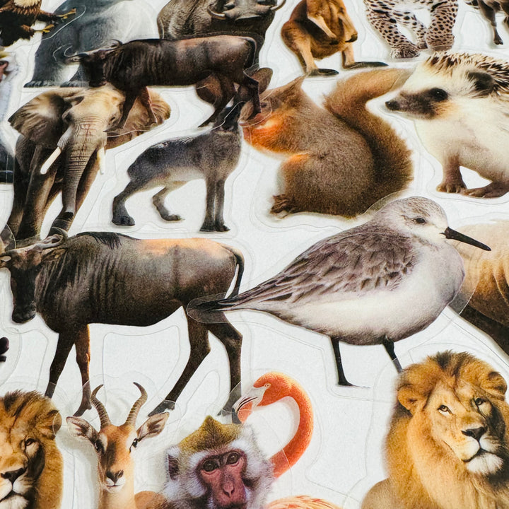 WILD ANIMAL KINGDOM Peelable PET Stickers ~ 50 Pieces ~ Approximately 2 Inches Each