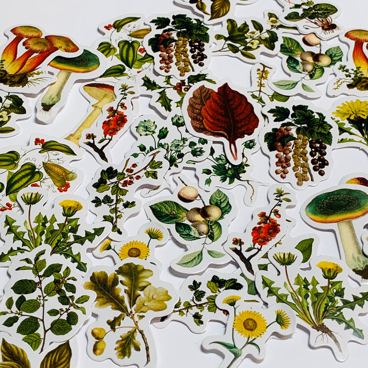 WILD HERBS & MUSHROOMS Peelable Stickers  ~ 46 Pieces ~ Each Sticker is 38mm x 38mm