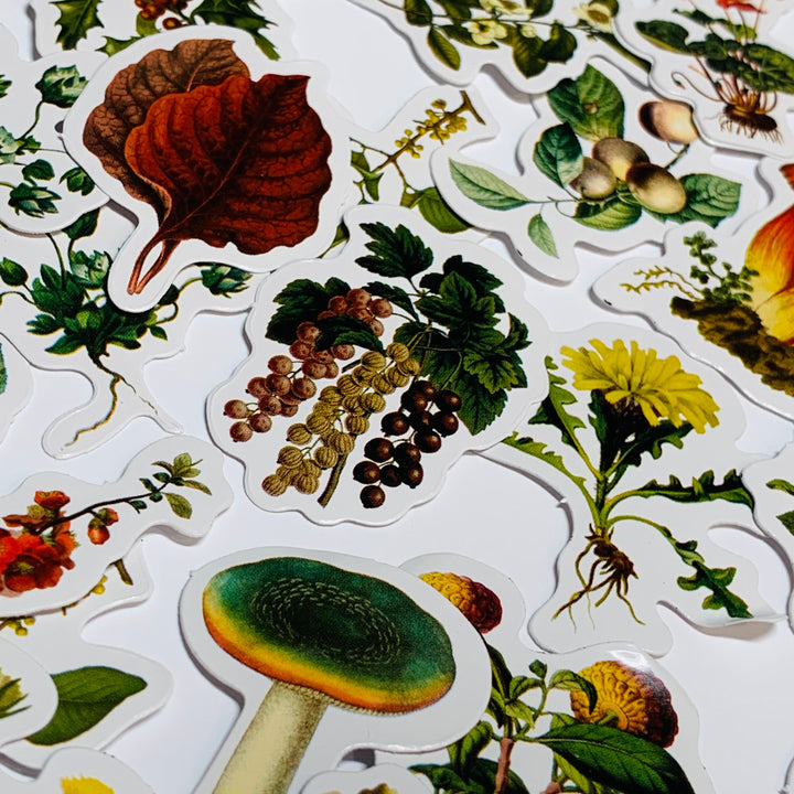 WILD HERBS & MUSHROOMS Peelable Stickers  ~ 46 Pieces ~ Each Sticker is 38mm x 38mm