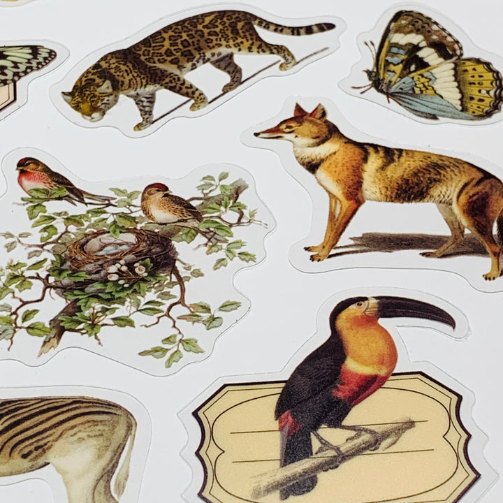 WILD ANIMAL KINGDOM Peelable Stickers Pack ~ 40 Pieces ~ 85-105mm