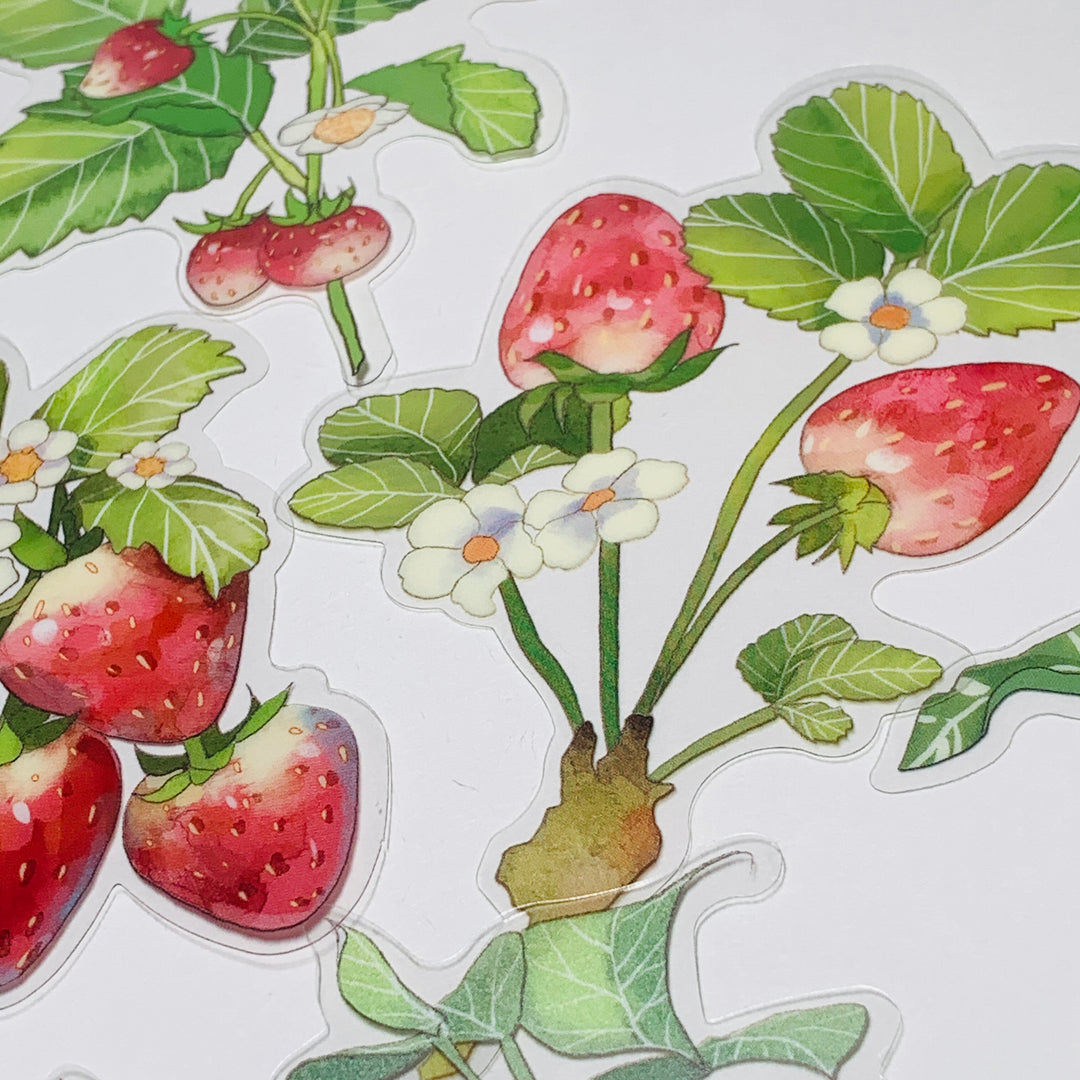 STRAWBERRY PLANTS & THEIR CARE Transparent Peelable Sticker Ephemera Pack ~ 10 Large Stickets ~ Approx  152 x 90 mm Each