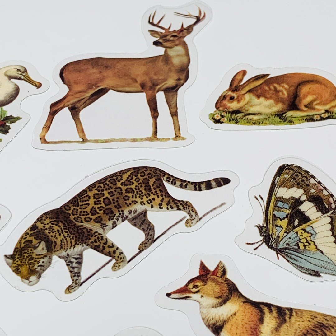 WILD ANIMAL KINGDOM Peelable Stickers Pack ~ 40 Pieces ~ 85-105mm