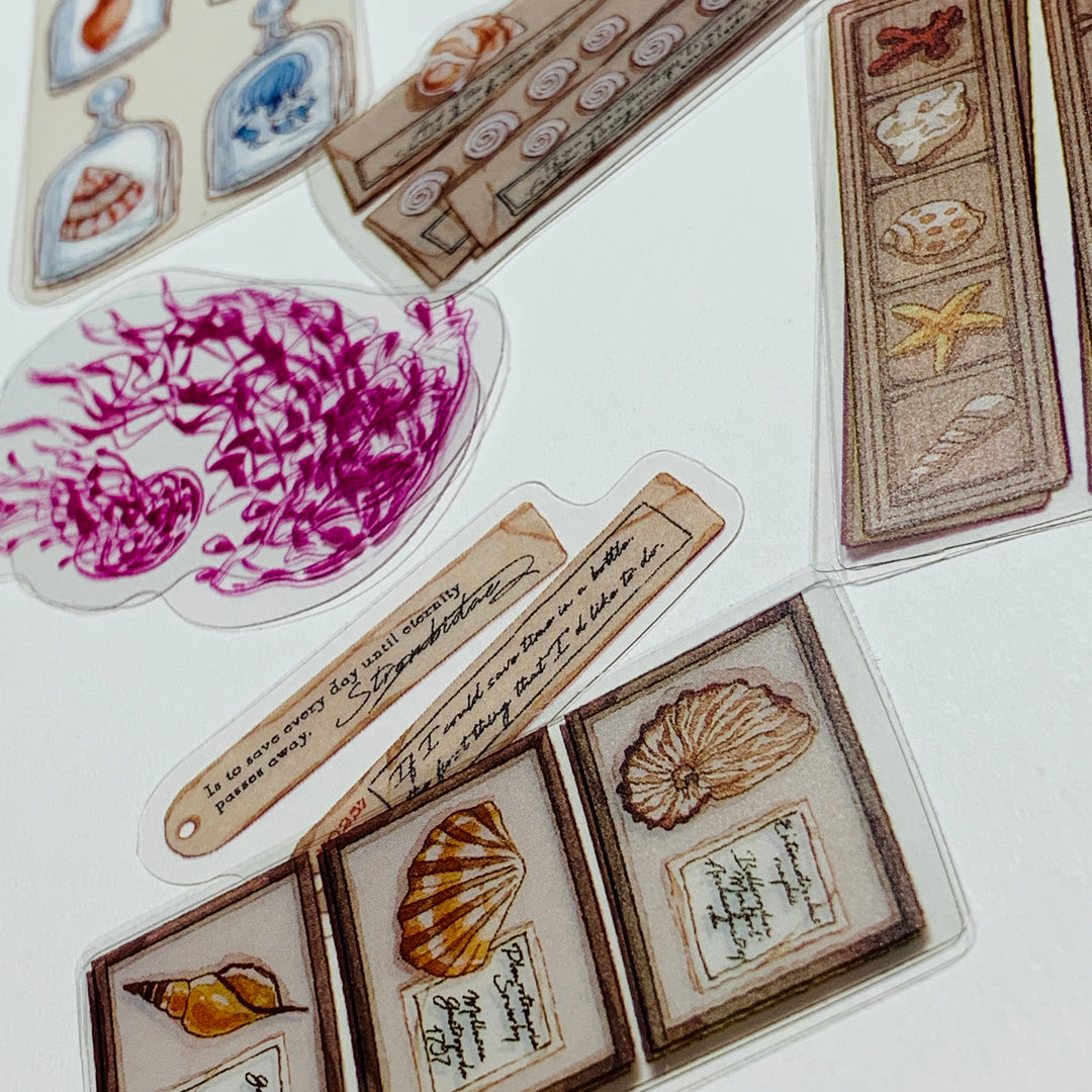 JELLYFISH & SEA SHELL COLLECTION Transparent Peelable Sticker Pack ~ 40 Pieces ~ 85-115 mm Each